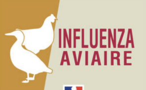 Propagation de l’influenza aviaire hautement pathogène (IAHP)